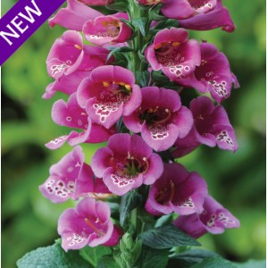 Digitalis purpurea 'Purple Carousel'